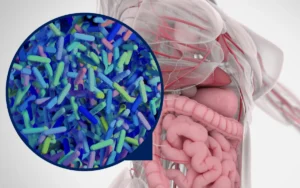 Microbiota intestinal e seus benefícios para o nosso organismo.
