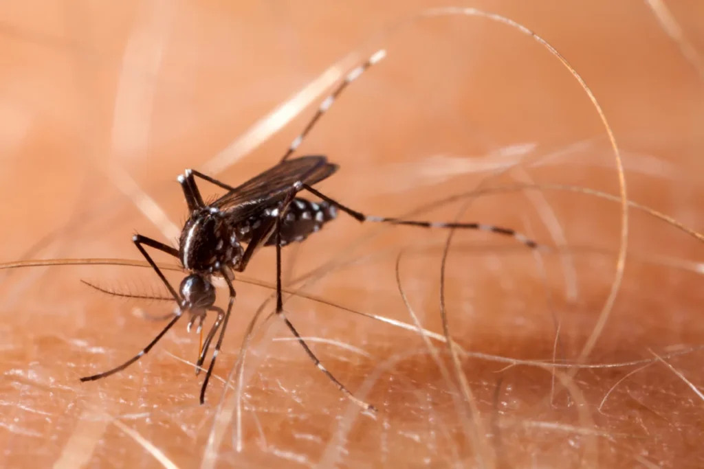 A dengue é uma doença transmitida pelo mosquito Aedes aegypti.