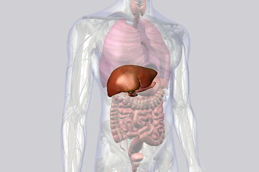 Anemia falciforme causa aumento do fígado. 