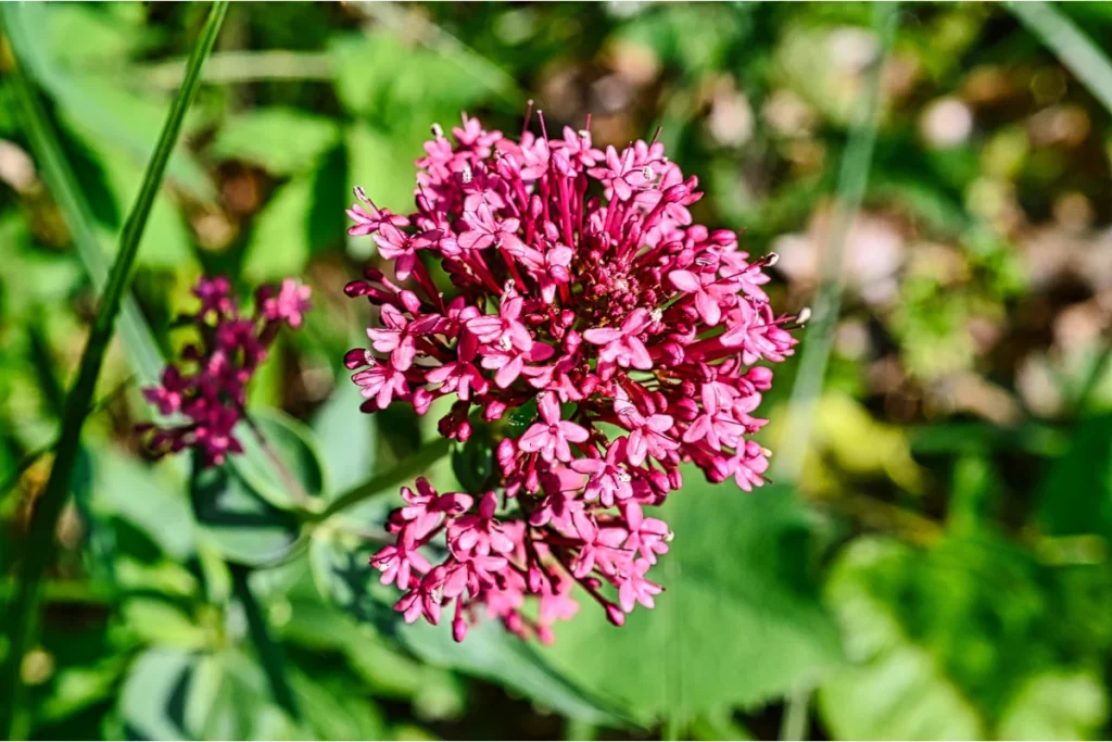 O chá de valeriana é excelente para quem sofre de insônia e ansiedade.