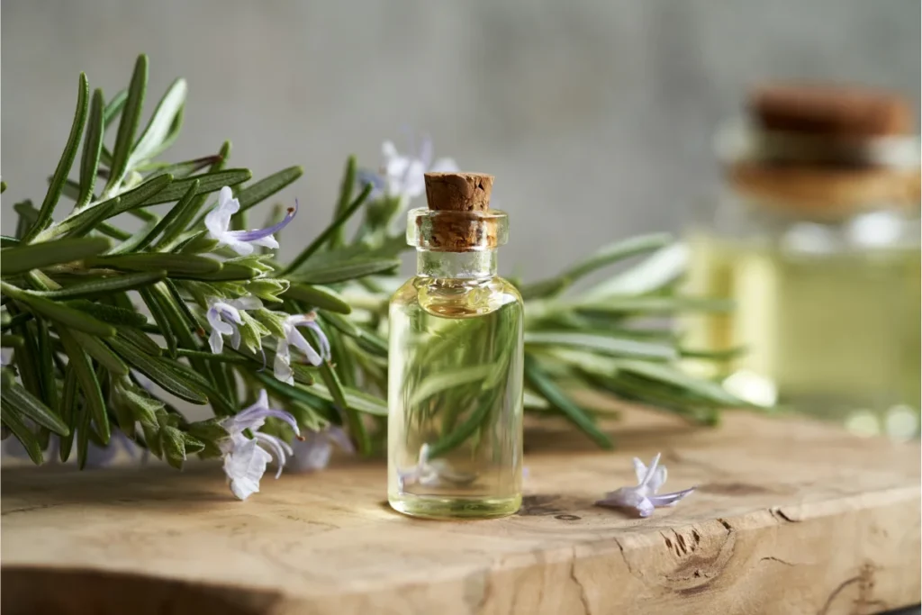 O alecrim é uma planta com excelentes propriedades medicinais, e seu uso pode ser tanto em forma de chá quanto de óleo.