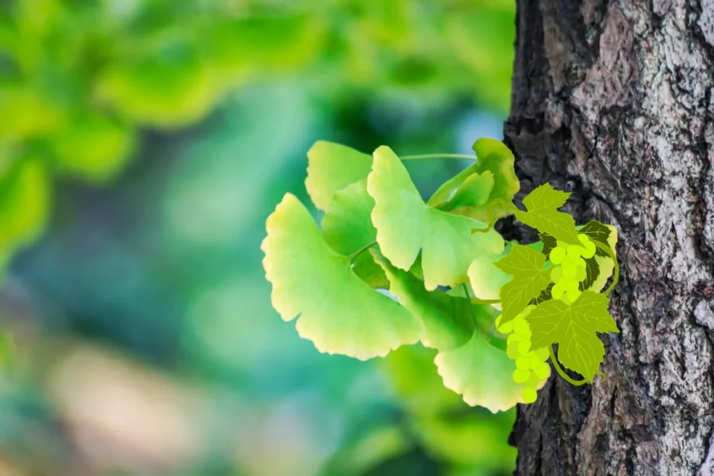 Folhas de Ginkgo biloba no tronco da árvore.