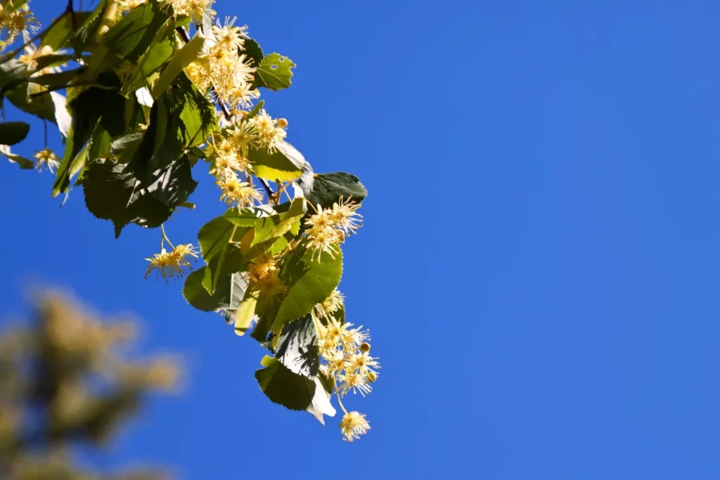 Folhas e flores de tília, uma planta amplamente utilizada para a preparação de chá.