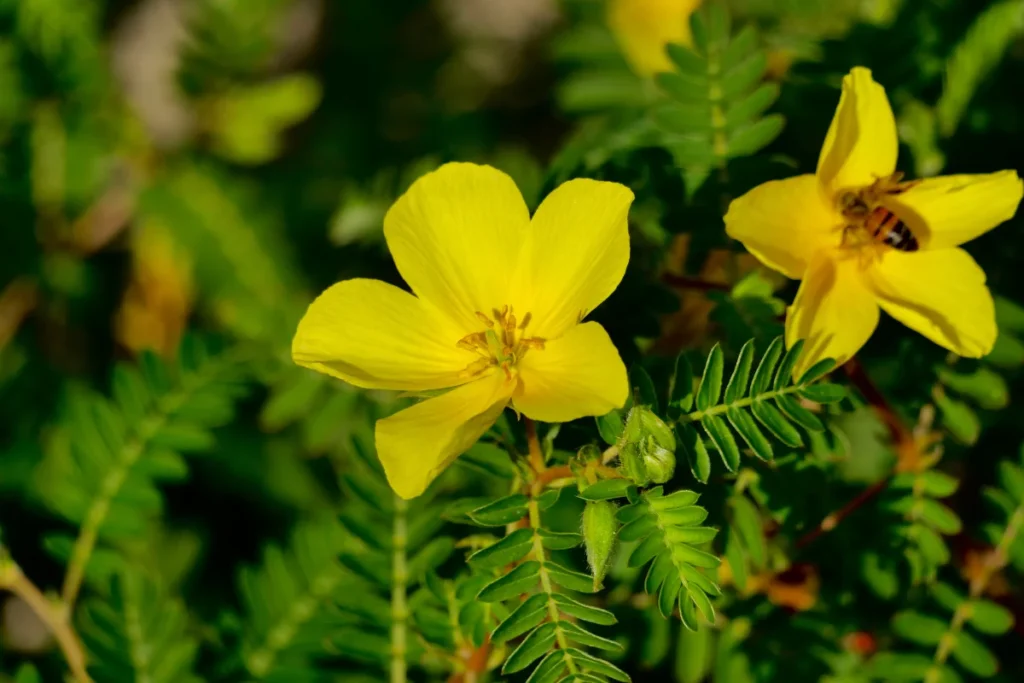 Na imagem a planta tribulus terrestris com flores amarelas.