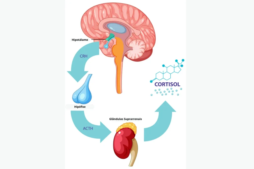 Demonstração do processo até a produção do cortisol.