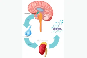 Demonstração do processo até a produção do cortisol.